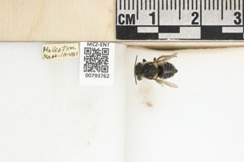 Media type: image;   Entomology 793762 Aspect: labels